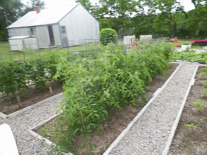 2013 garden, gardening, tomatoes