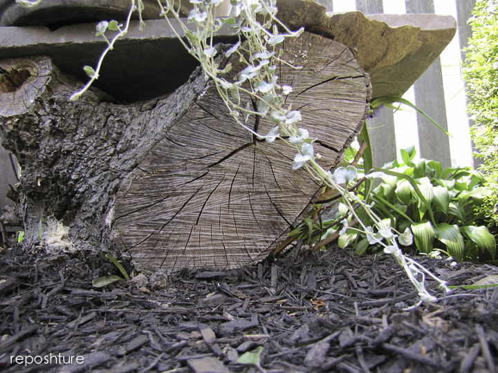 a pixie dusted stump, container gardening, gardening, seasonal holiday d cor, Before