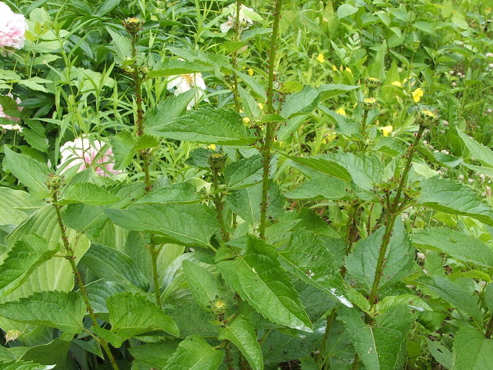 q i need help with two plant problems, gardening, I think these plants are rudbeckias And I think these pesky things clinging to them are aphids What works best to get rid of them or prevent them