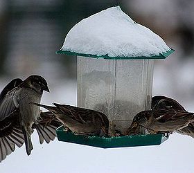 don t forget the birds tips for feeding birds in winter, outdoor living, pets animals, Use a covered feeder above to protect the birds during everything but the most severe weather