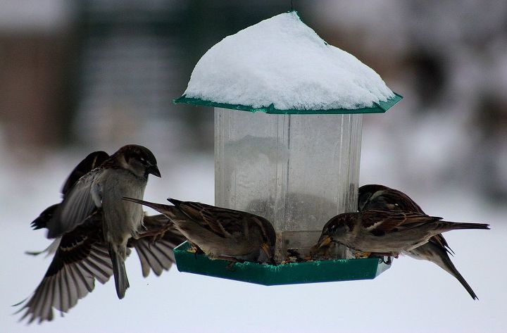don t forget the birds tips for feeding birds in winter, outdoor living, pets animals, Use a covered feeder above to protect the birds during everything but the most severe weather