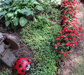 another terra cotta pot edging, flowers, gardening, 2013