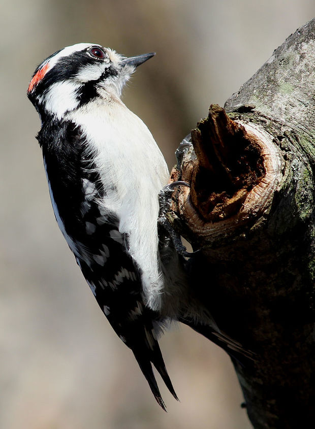 too many birds to count, pets animals, Hairy Woodpecker