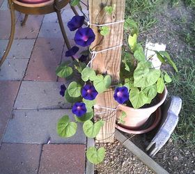 adding morning glory to the patio, gardening, patio, on my patio post
