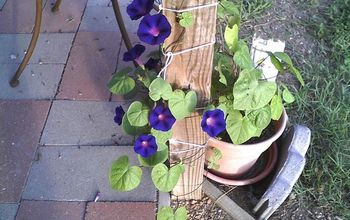 adding "Morning Glory" to the patio
