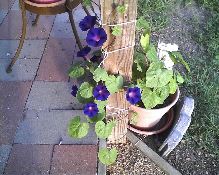 adding morning glory to the patio, gardening, patio, on my patio post