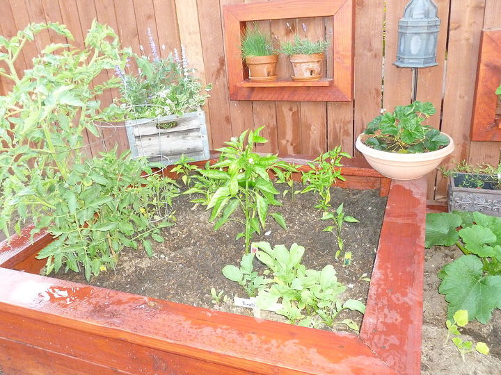 3 tierd cama jardin vegetal actualizado con verduras, Aqu est a mediados de junio