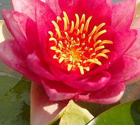 beauty is in the eye of the beholder ecosystem pond nh, outdoor living, ponds water features, Beauty is in the eye of the beholder ecosystem pond NH lovely red waterlily