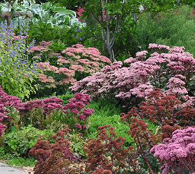 sedums add color to the late summer garden, flowers, gardening, Different varieties of sedums can be mixed to great effect