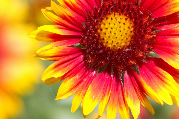 4 ways to drought proof your garden and stay green when it s dry, flowers, gardening, Blanket Flower