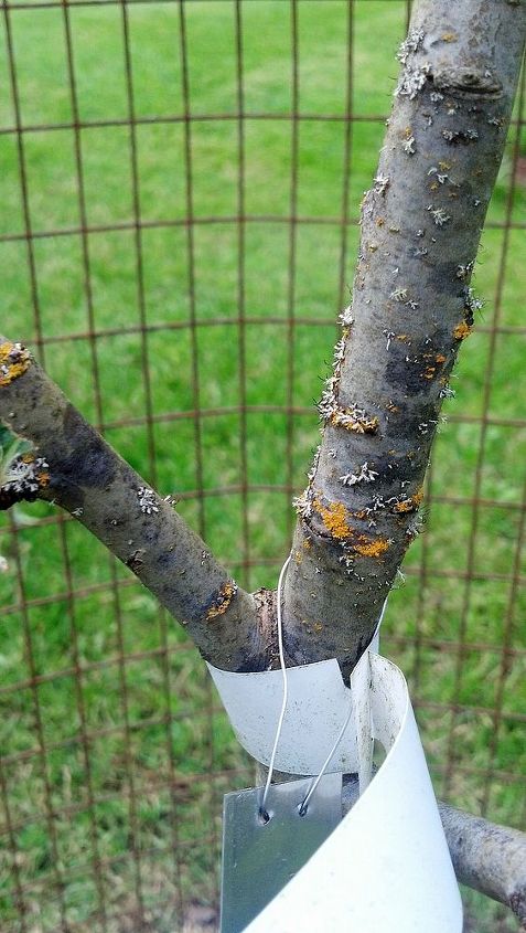 what is this orange fuzz on my apple tree, gardening