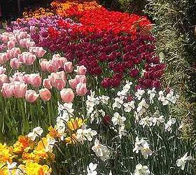 a magical visit to the skagit valley tulip festival, gardening
