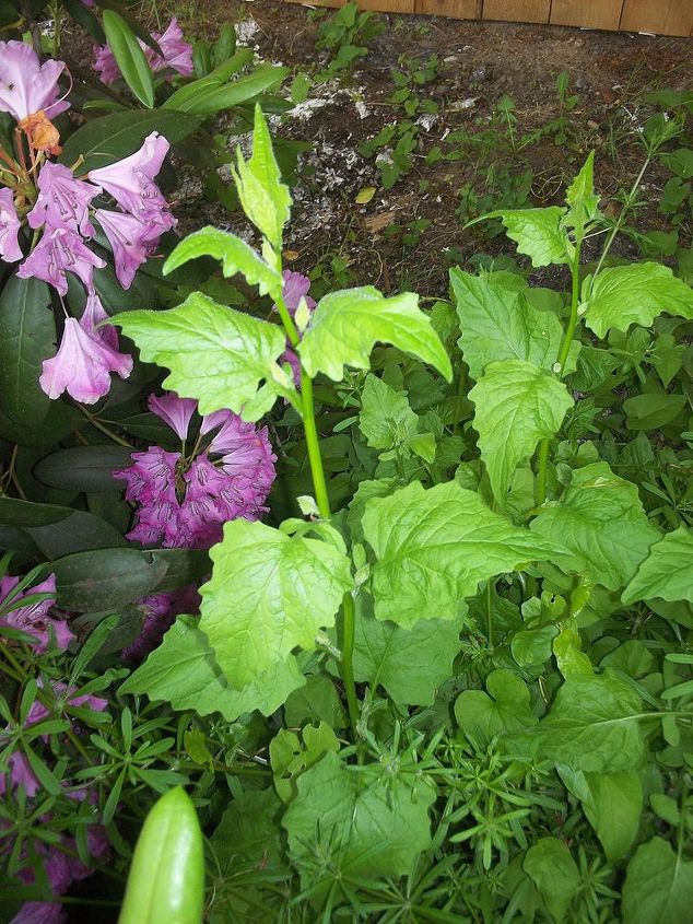 que tipos de ervas daninhas so essas, Estas ainda n o floresceram mas tenho v rias