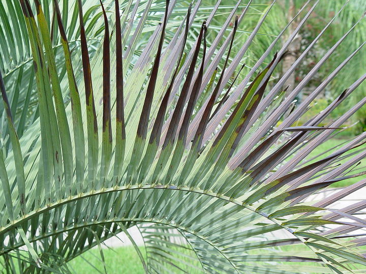 q plant death pindo palm, gardening, Only top of frond is ugly