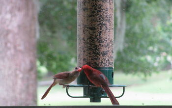 Loving Cardinals