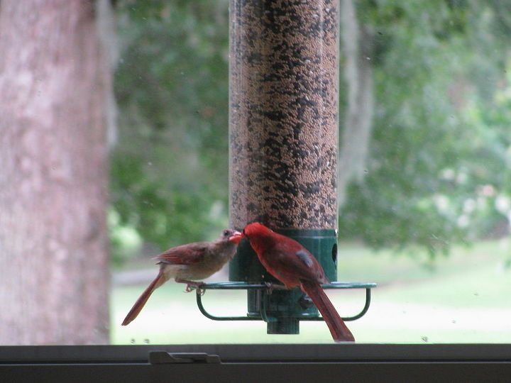 loving cardinals, gardening, My back yard entertainment
