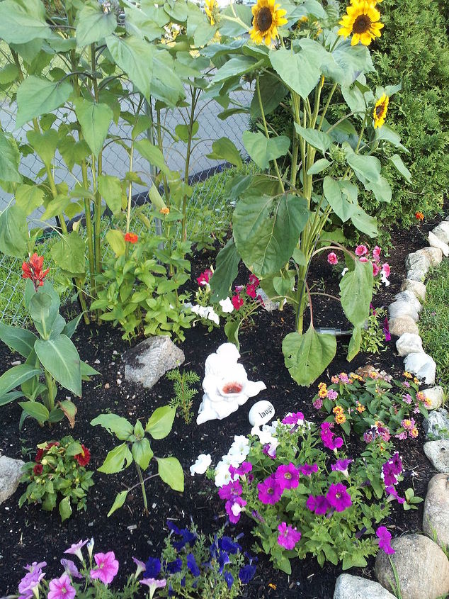 pt 3 de flores e shows param virtualmente e principalmente sem preocupaes, Parte do meu jardim com muitas flores misturadas muitas ainda esperando para desabrochar