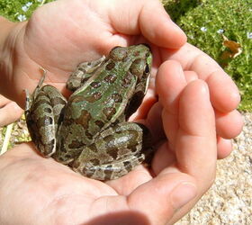 our work, flowers, gardening, outdoor living, pets animals, ponds water features, Frog Endangered Lowland Leopard Frogs found their way to our oasis