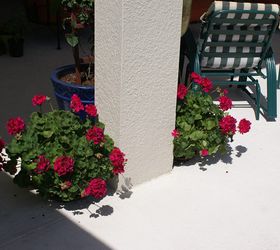 new pictures, landscape, outdoor living, Gerainums come in several colors this is the deep raspberry