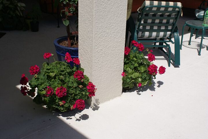 new pictures, landscape, outdoor living, Gerainums come in several colors this is the deep raspberry
