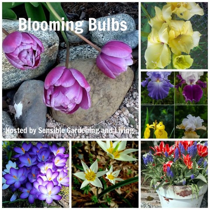 blooming bulbs, flowers, gardening, perennials, The How What Where and When of garden bulbs