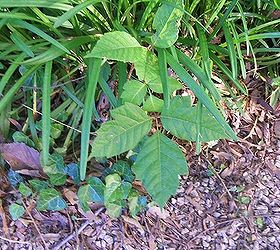 poison oak or just a weed, flowers, gardening, Is this poison
