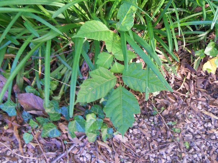 poison oak or just a weed, flowers, gardening, Is this poison
