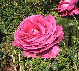easy tips on how to prune your roses, gardening, For large and numerous blooms roses should be pruned annually