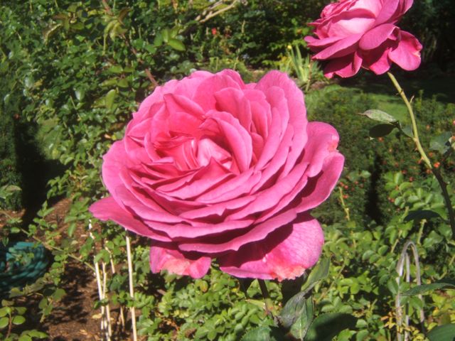easy tips on how to prune your roses, gardening, For large and numerous blooms roses should be pruned annually