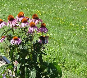 summer gardens in wisconsin, flowers, gardening, Swallow tail butterflies come in such a variety of colors and sizes