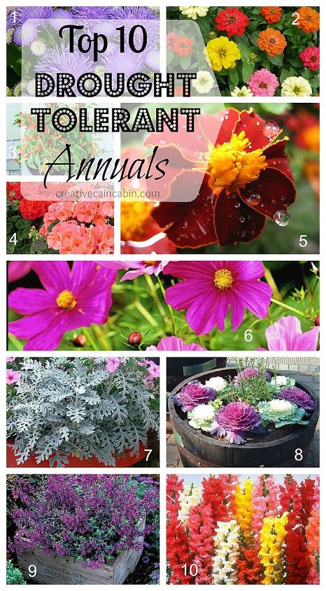10 top drought tolerant annuals, flowers, gardening, Best annuals for beating the heat and neglected watering conditions