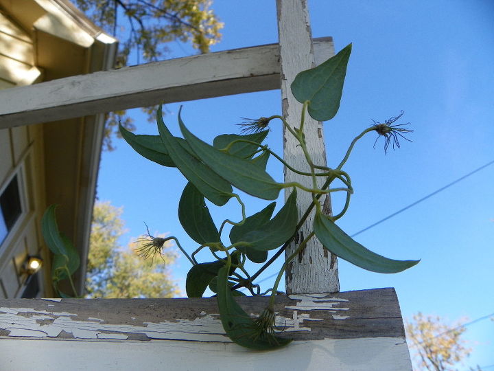 clematis will it live or will it not, container gardening, flowers, gardening, All The PRETTY PURPLE FLOWERS GONE