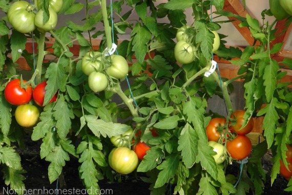 podar o no podar las plantas de tomate