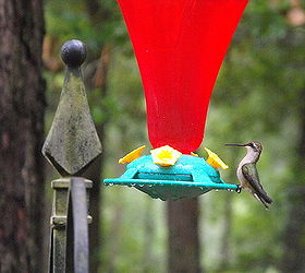 hummingbirds, pets animals