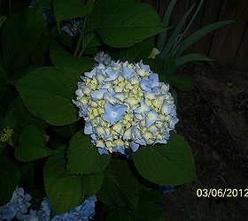 my hydrangeas, flowers, gardening, hydrangea