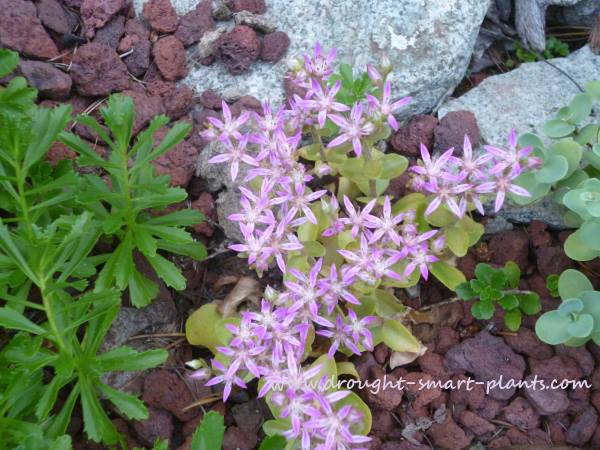 sedum the fascinating stonecrop in bloom, flowers, gardening, perennials, succulents, Sedum obtusifolium is not a common type of stonecrop It s rather slow growing but makes up for it when the blooms finally open