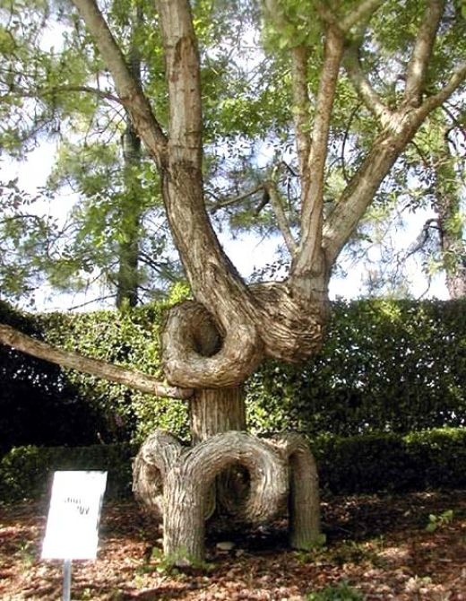 world s amazing tree forms