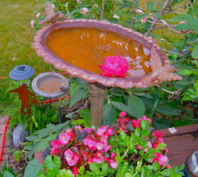 gardening 2012, gardening, Rose in the bird bath