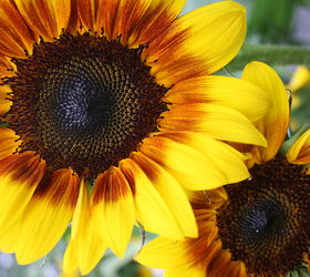 part 2 of album practically care free flowers amp showstoppers, flowers, gardening, perennials, The best part about these sunflower can grow anywhere up to 3 6 ft Staking required until Sunflowers reach full height and stems are extrememly sturdy Dehead faded flowers and you proudce more bloom
