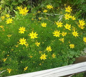 sharing my roses and flowers with garden 2, flowers, gardening, outdoor living, This Coreopsis was this color and a light yellow one that I loss