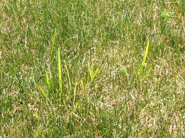 how do i get rid of this grass, gardening, The tall lighter grass grows faster