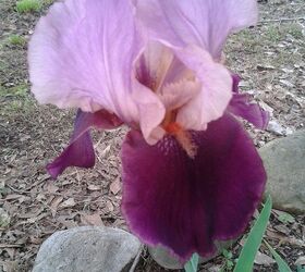 iris i forgot to post, gardening