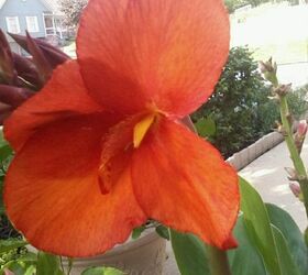 my potted plants are blooming, flowers, gardening, hibiscus, bright canna s