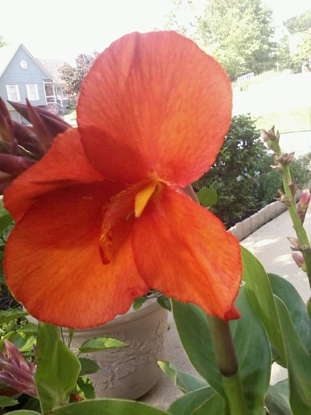 my potted plants are blooming, flowers, gardening, hibiscus, bright canna s