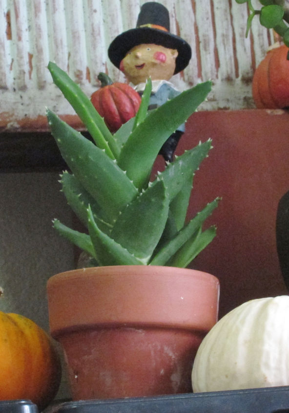 thanksgiving decor using a cast of characters part three, crafts, seasonal holiday decor, thanksgiving decorations, Pilgrim Boy pictured in my succulent garden view 1 has visited it for the T giving holiday in bygone years including a time featured