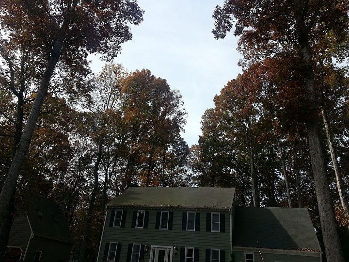 fall gardening under the mighty oaks, flowers, gardening, perennials, The mighty Oaks towering behind my 2 story colonial