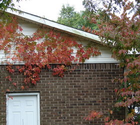 fall in alabama, gardening, landscape, outdoor living, Virginia creeper and dogwoods When my husband sees that Virginia creeper on the house its days will be numbered He just has this problem with climbing vines