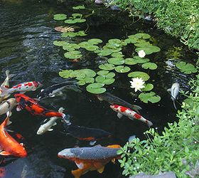 The Secret to a Low-Maintenance, Healthy Pond