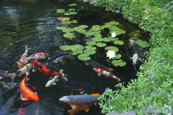 el secreto de un estanque sano y de bajo mantenimiento, 4 Peces Los peces de su estanque se comer n las algas siempre que no los alimente en exceso Tenga cuidado de no sobrealimentar su estanque