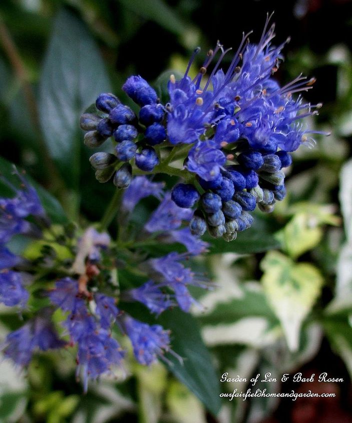 garden walk early fall garden, flowers, gardening, perennials, Caryopteris Longwood Blue shrub has gorgeous blue flowers